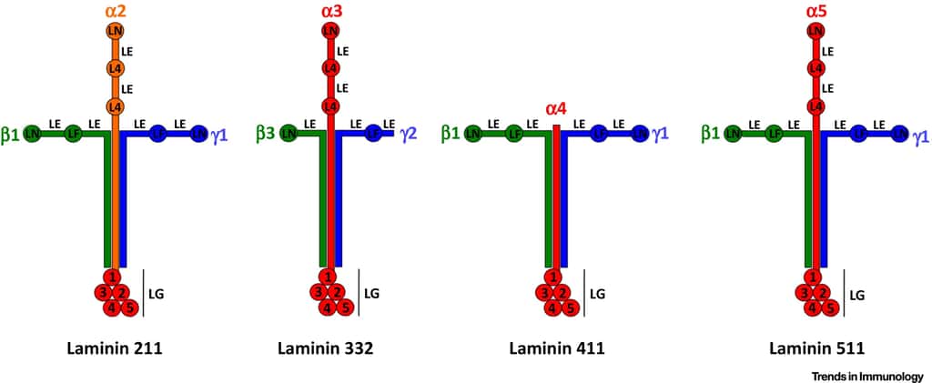 Les laminines sont des glycoprotéines en forme de croix, caractérisées chacune par leurs chaînes polypeptidiques α, β et γ. © <em>Trends in Immunology</em> 2017