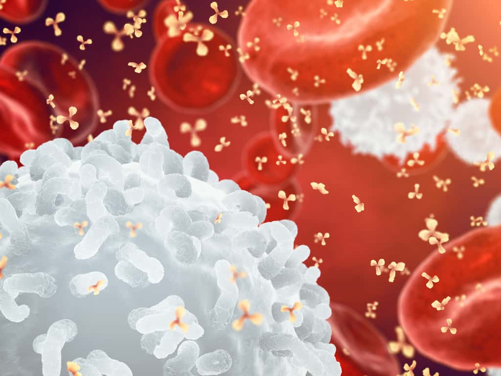 Une augmentation du nombre de leucocytes est le signe d’une infection ou d’une réaction inflammatoire. © nobeastsofierce, Fotolia