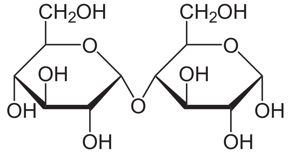Le maltose est constitué de deux molécules de glucose. © Wikipedia