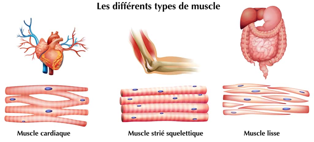 Les différents types de muscle : muscle cardiaque, muscle strié, muscle lisse. © blueringmedia, Adobe Stock, adaptation C.D pour Futura