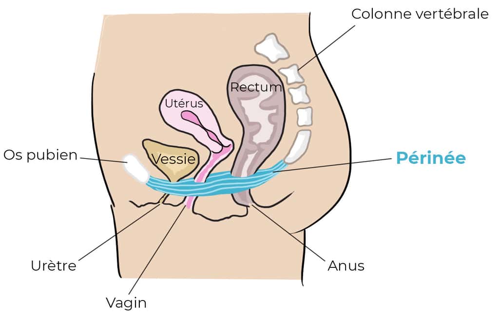 Le périnée est l’ensemble des muscles soutenant les organes du bas-ventre. © <a href="https://www.fizimed.com" target="_blank">www.fizimed.com</a>