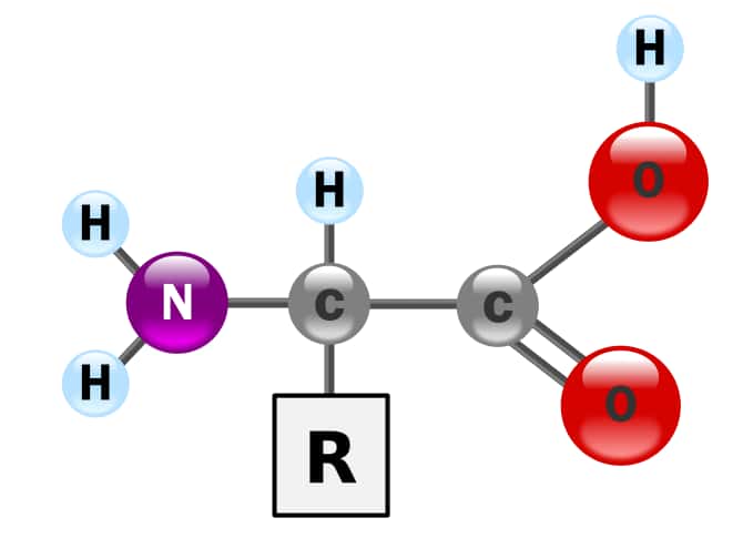 Les acides aminés sont des ampholytes : ils possèdent à la fois un groupe aminé -NH2 qui est basique et un groupe carboxylique -COOH qui est acide. © Wikipedia