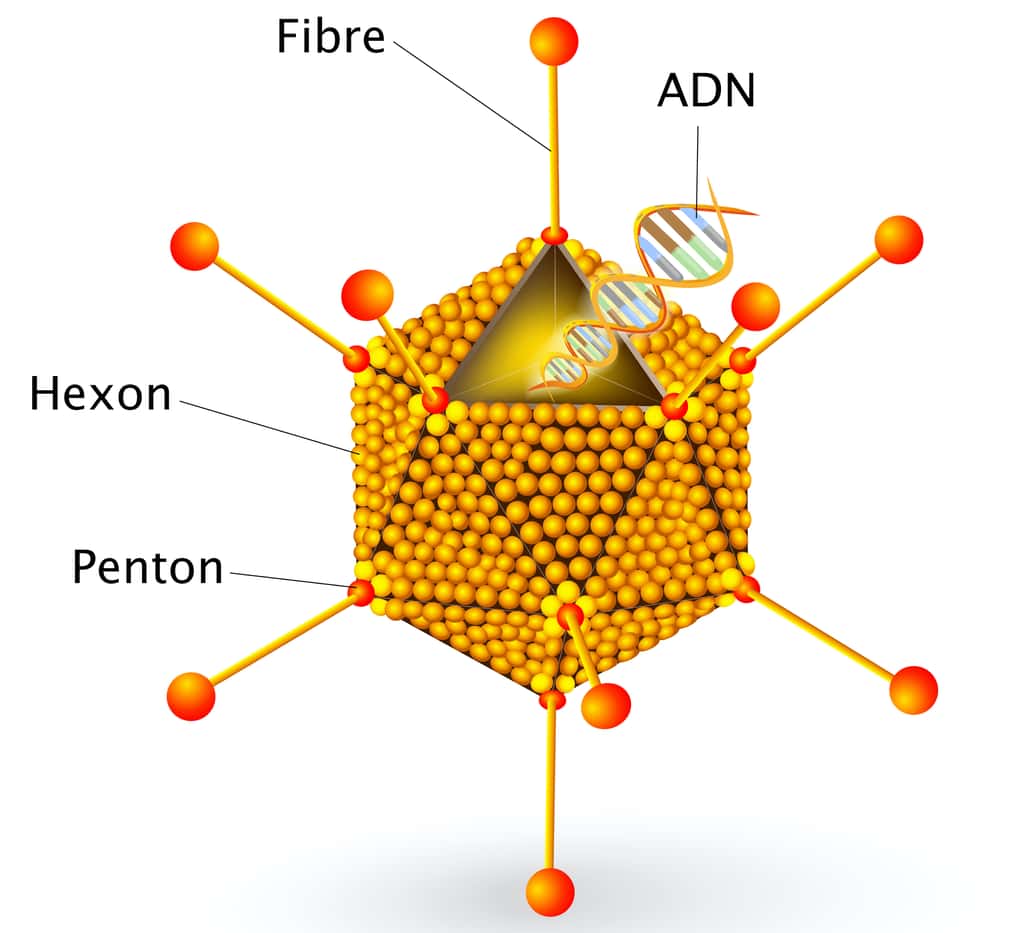 Les adénovirus sont entourés d’une capside de structure icosaédrique, avec trois types principaux types de protéines : hexon, penton et fibre. © designua, Adobe Stock