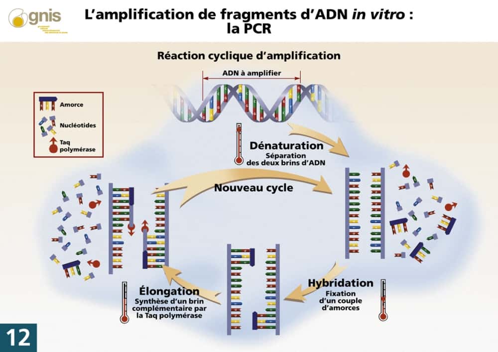 La technique d’amplification de l'ADN par PCR. © gnis-pedagogie.org