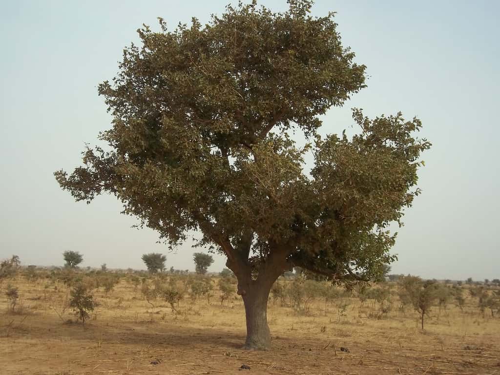 L’arbre à karité (<em>Vitellaria paradoxa</em>) donne des amandes à la base du beurre de karité. © CGIAR Climate, Flickr