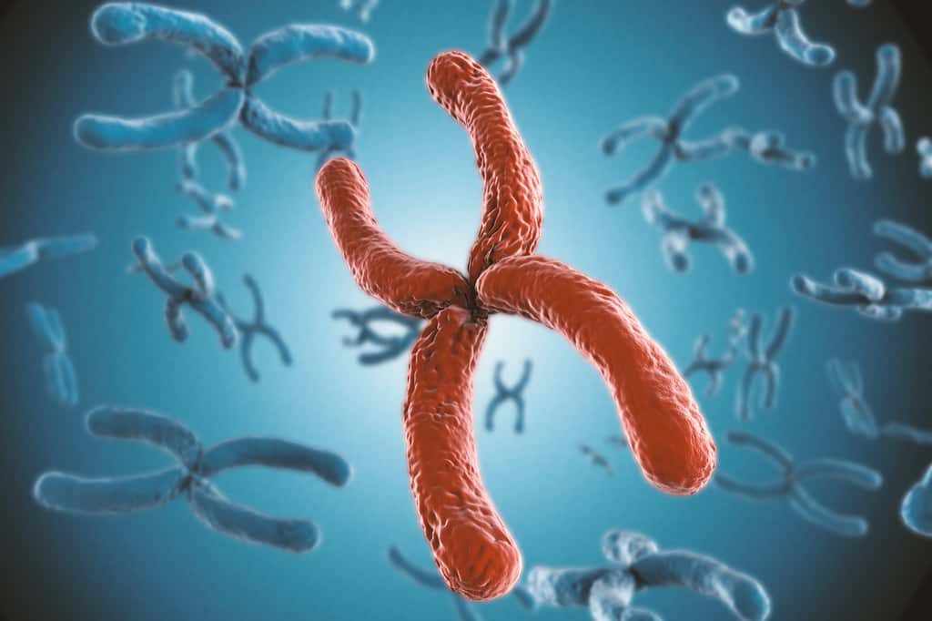 Le gène qui rendrait résistant à la Covid-19 est situé sur le chromosome 6. © Phonlamaiphoto, Adobe Stock