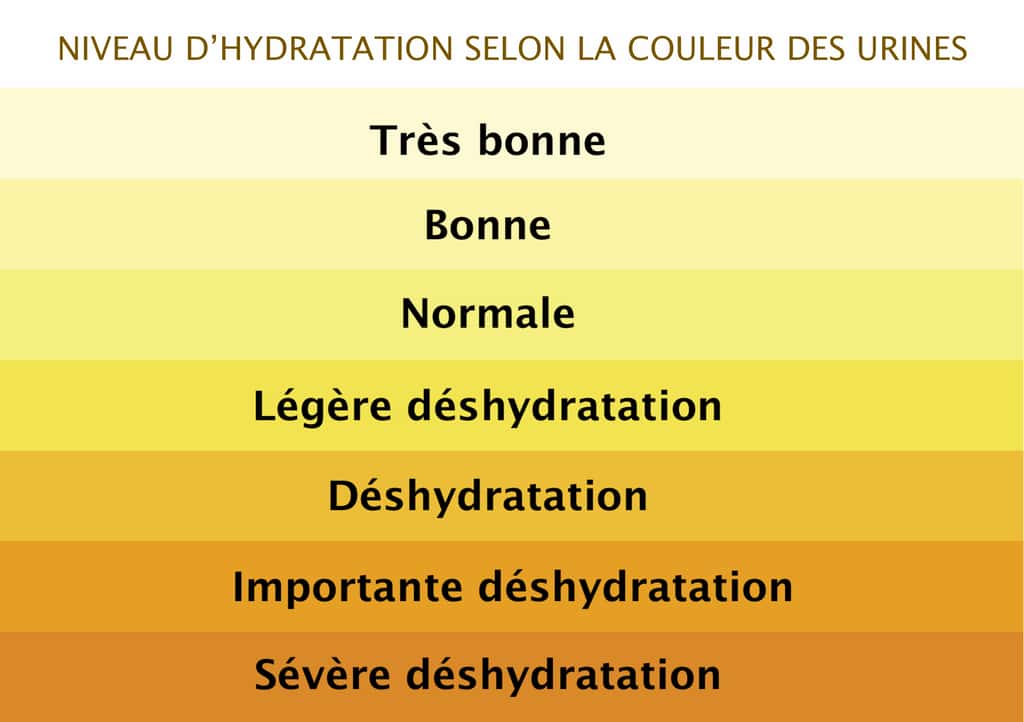 La couleur de l’urine indique le niveau de déshydratation © Céline Deluzarche pour Futura
