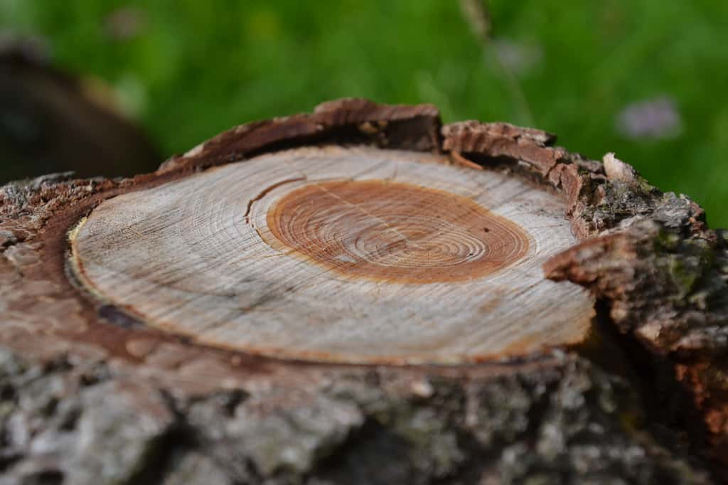 La mesure des cernes permet d’évaluer l’âge de l’arbre et de retracer les conditions climatiques et écologiques dans lesquelles il a grandi. © Jeanne Menjoulet, Flickr
