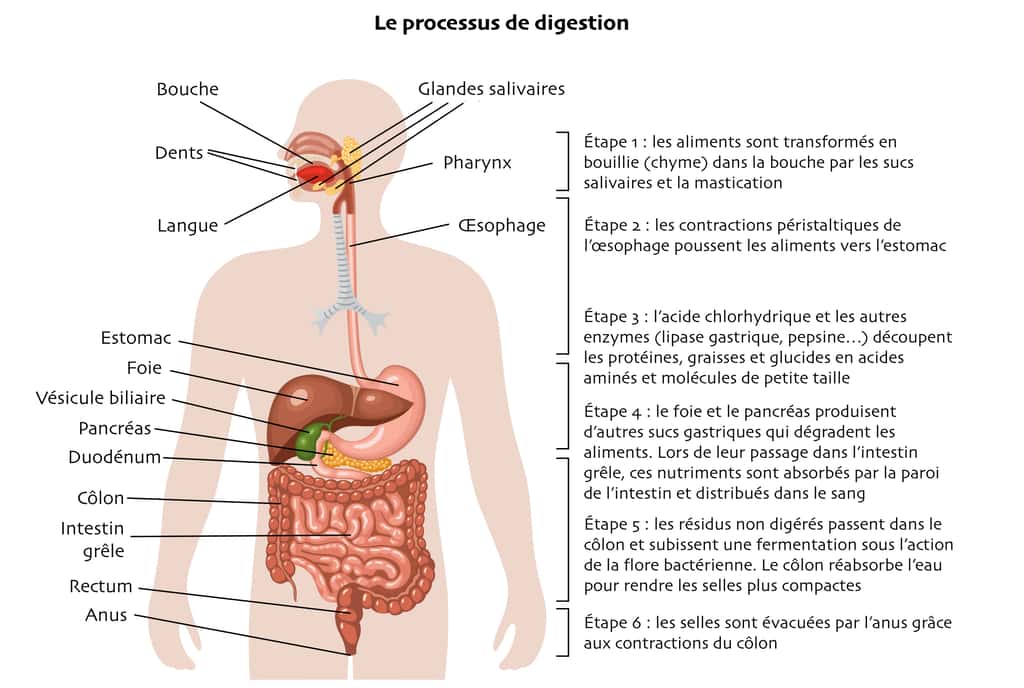 Les étapes de la digestion et les organes en jeu. © Olga, Adobe Stock, adaptation et texte Céline Deluzarche pour Futura