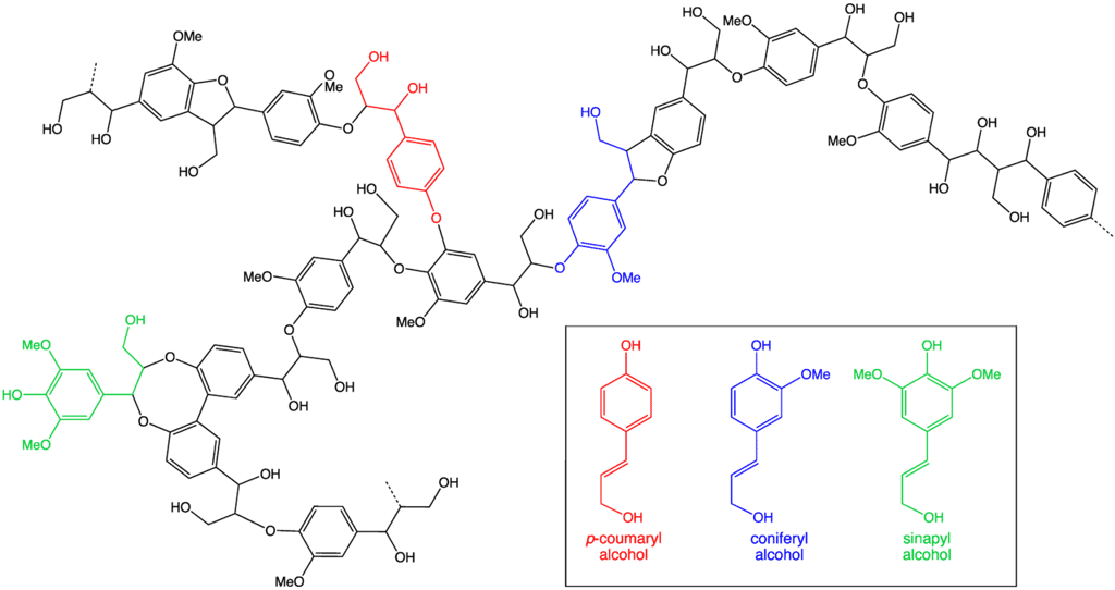Une structure de lignine composée des trois monolignols : alcool p-coumarylique, alcool coniférylique et alcool synapylique. ©<i> Smokefoot, Wikipedia</i>