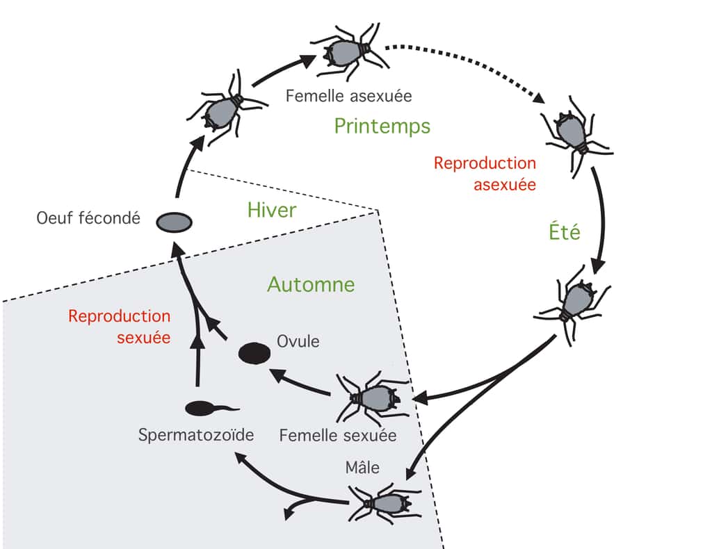 Le cycle de vie des aphides © Céline Deluzarche d’après Julie Jaquiéry et al, <em>PLOS Genetics</em>, 2015