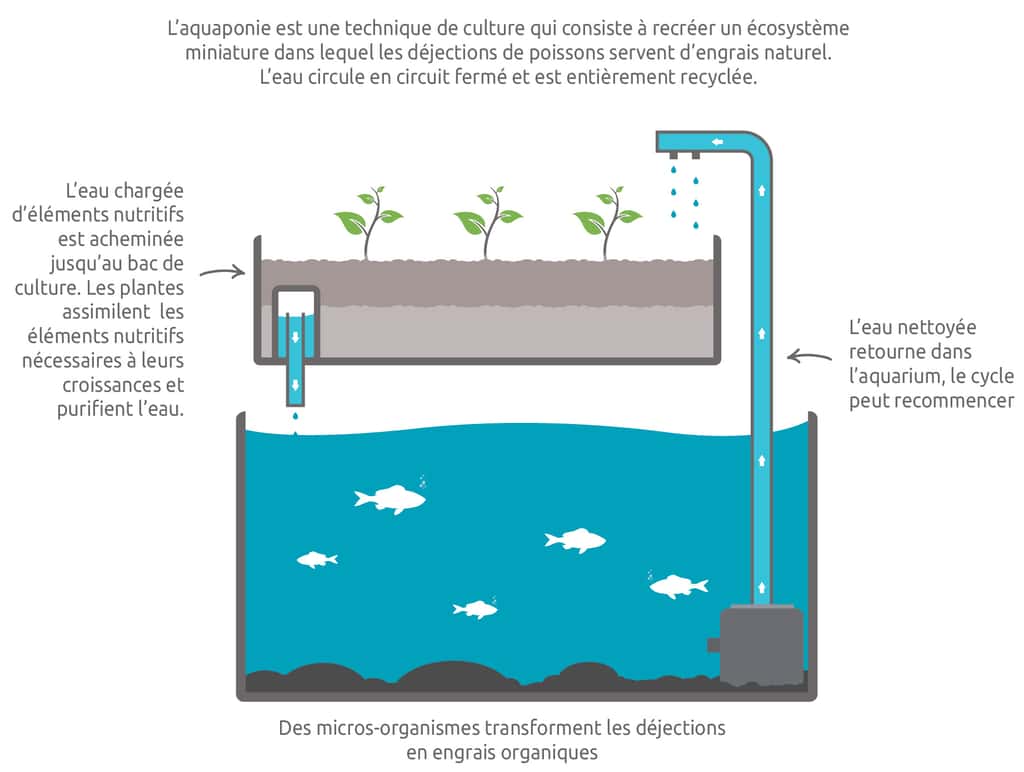 Schéma de fonctionnement de l’aquaponie © Fédération française d'auaponie (FFDA)
