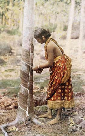 Le latex présent dans les vaisseaux laticifères des hévéas est exploité depuis de nombreuses années. Cette photographie a par exemple été prise en 1920 au Sri Lanka. © Wikimedia common, DP