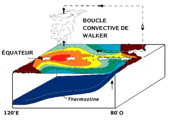 La circulation de Walker : les alizés induisent un déplacement (les flèches blanches) des masses d'eaux chaudes (caractérisées par la couleur rouge). Au niveau de la warm pool (ou piscine d'eau chaude) à l'ouest du bassin, l'eau s'évapore, c'est la zone convective. D'autres cellules du même type existent sur l'Atlantique et l'océan Indien tropicaux. © Pierre cb, NOAA
