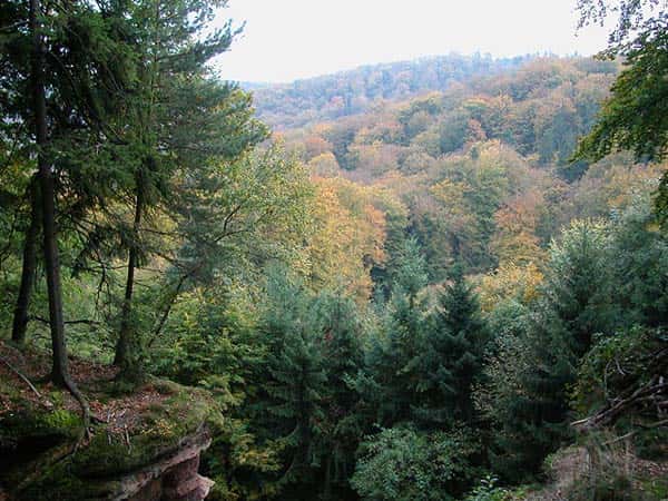 Dans le parc naturel des Vosges du Nord, la végétation du milieu a atteint son état climacique de forêt mixte. © Pierre Kessler CC by-nc-sa 2.0