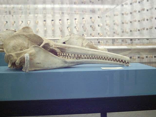 Crâne de dauphin rose d’Amazonie (Inia geoffrensis) dont on peut admirer la dentition. © TJ CC by-nc-nd