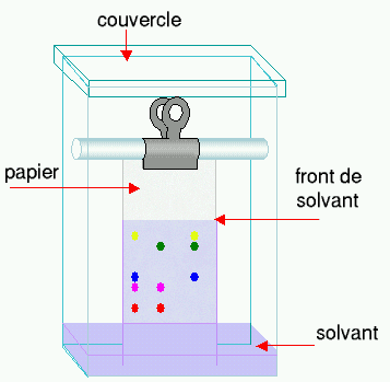 Schéma d'une chromatographie sur papier. © Bloody-libu, Wikimedia cc by sa 3.0