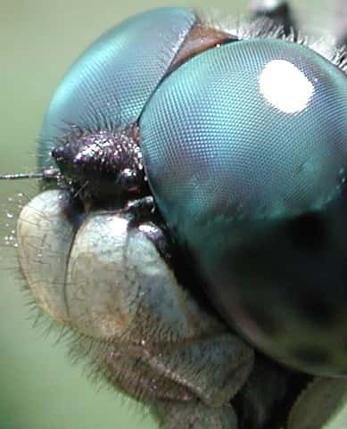 Les libellules, tout comme les coléoptères, possèdent plus de 30.000 ommatidies par œil. © David Green, Wikimedia common, CC by-sa 3.0