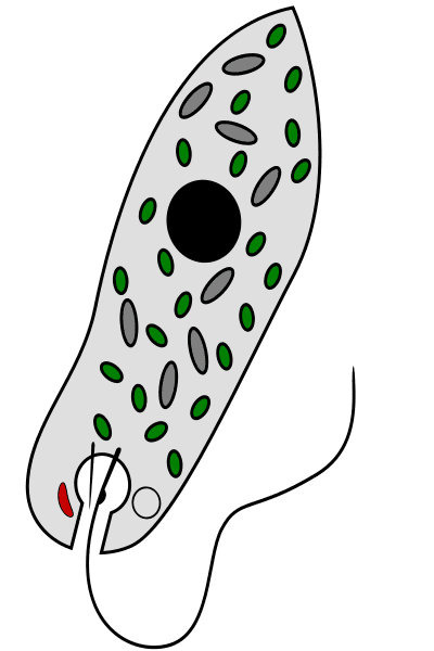 Schéma d’un euglénophyte capable d’absorption (hétérotrophie) et de photosynthèse (autotrophie) grâce à ses chloroplastes, en vert sur le schéma. © Shazz CC by-sa