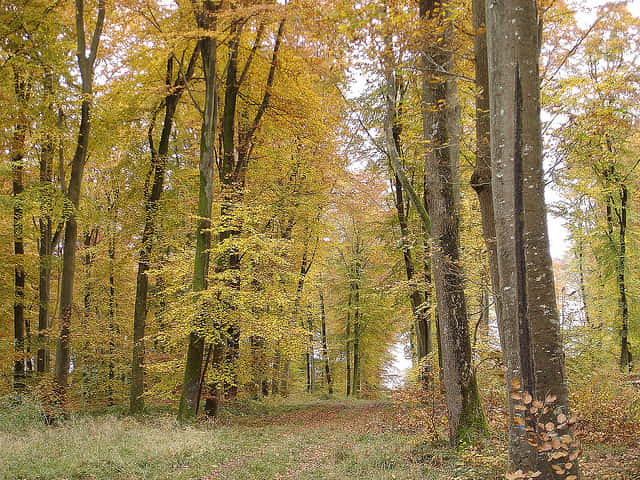 Une forêt tempérée décidue à l’automne : les arbres des feuillus changent de couleur et se préparent à tomber. © Pencroff CC by-nc-sa 2.0