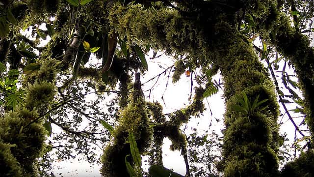 La richesse des mousses et des fougères épiphytes témoigne du caractère ombrophile de cette forêt tropicale du Costa Rica. © Dimitri dF CC by-nc-nd 2.0