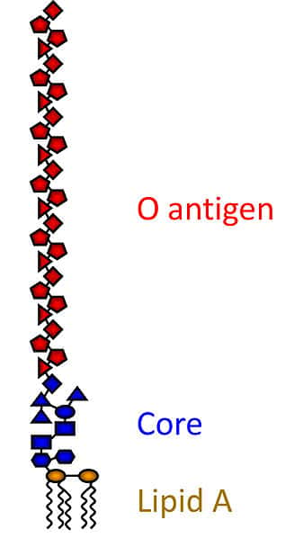 Schéma d’un lipoglycane. © Botolph, Wikimedia domaine public