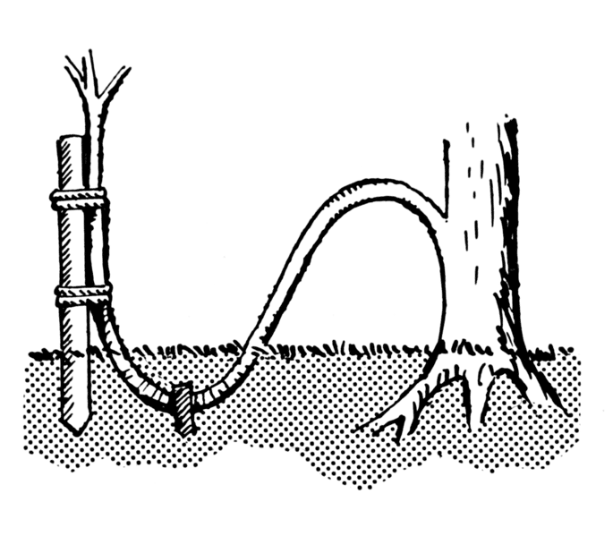 Le marcottage est utilisé pour multiplier artificiellement certaines plantes. Il suffit pour cela de recouvrir de terre une partie d’un rameau. © Pearson Scott Foresman, Wikimédia domaine public
