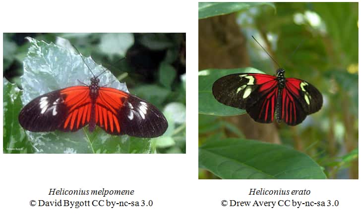 Les papillons tropicaux Heliconius melpomene et Heliconius erato sont un exemple de mimétisme müllérien : tous les deux sont toxiques et se ressemblent. © David Bygott et Drew Avery, Eol CC by-nc-sa 3.0
