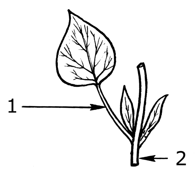 Le pétiole (1) relie la feuille à la tige (2). © Pearson Scott Foresman, Wikimedia domaine public