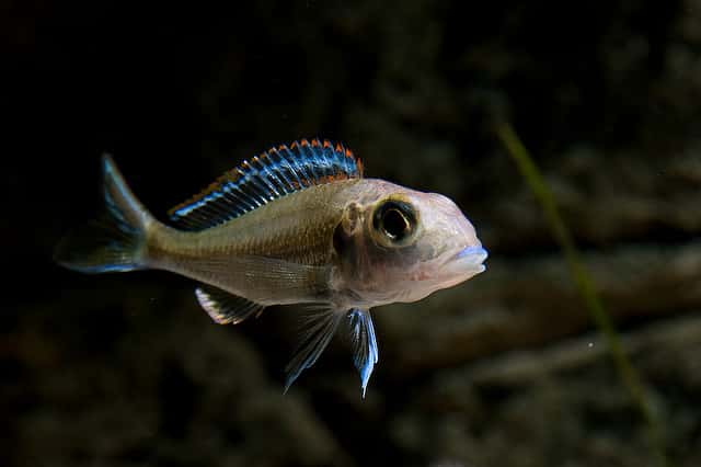 Le Callochromis Pleurospilus est un poisson sabulicole : il vit dans les milieux lacustres sablonneux et se nourrit en filtrant le sable des fonds. © DNAagram CC by-nc-sa 2.0