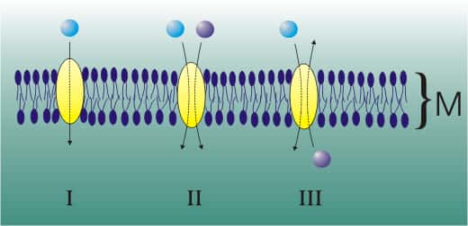Les différents types de protéines transporteuses de la diffusion facilitée. M est la membrane cellulaire en coupe. En III, une protéine antiport. © Zoph, Wikimedia CC by-sa 3.0