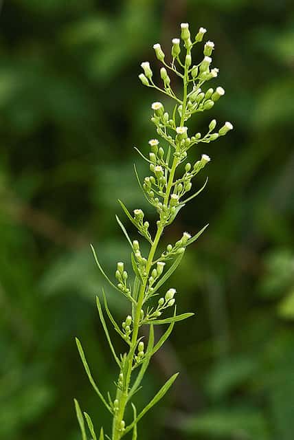 La vergerette du Canada (Conyza canadensis) est une plante thérophyte. Originaire d’Amérique, elle est considérée comme invasive en Europe. © Eco Heathen CC by-nc-nd 2.0