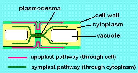 Schéma des voies de transport radial dans les tissus végétaux. La voie du symplaste (en vert foncé) est tracée par le réseau des cytoplasmes interconnectés par les plasmodesmes. © Jackacon, Wikimédia domaine public
