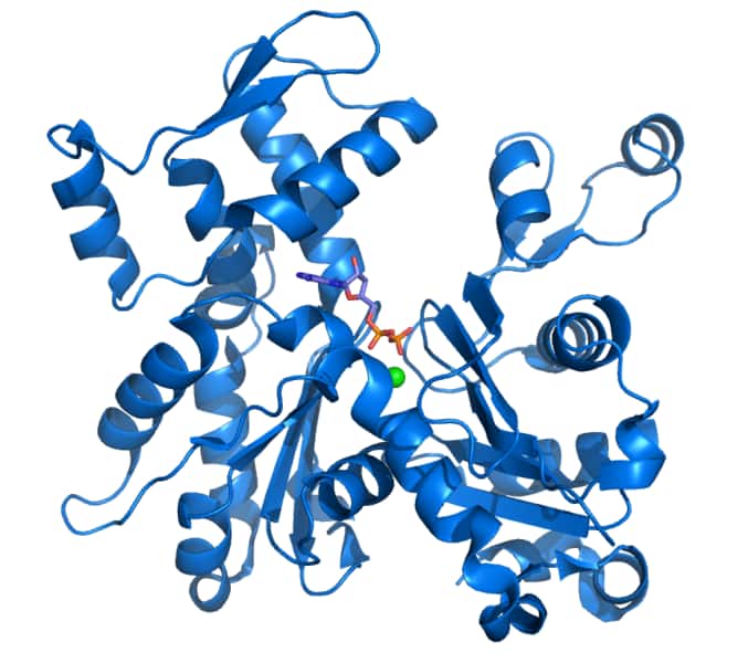 L'actine est une protéine dont la structure tridimensionnelle est constituée d'hélices alpha (en tire-bouchon) et de feuillets beta (les flèches). © Thomas Splettstoesser, Wikimedia, CC by-sa 3.0