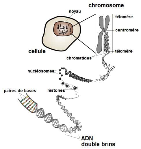 Schéma représentant l'ADN dans les chromosomes. © DP