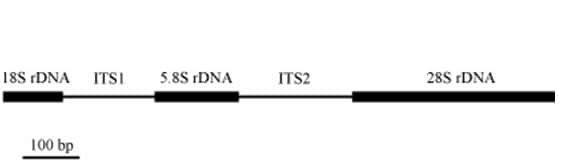 L'ADN ribosomique, représenté ici sous forme simplifié, est composé, entre autres, de deux ITS. © DR