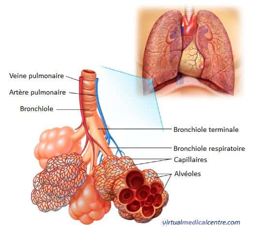 Les alvéoles pulmonaires appartiennent au système respiratoire ; ces petits sacs sont nichés au sein des poumons et jouent un rôle central dans les échanges gazeux vitaux. © Virtual Medical Centre