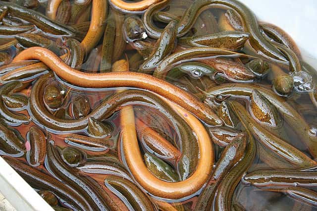 L'anguille est un poisson gras. © Mederic-Flickr CC by nc nd 2.0