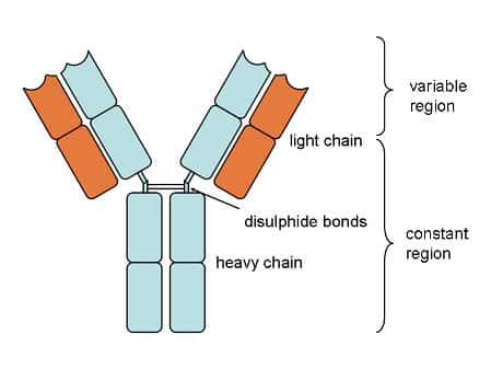 Un anticorps en composé d'une région constante (fragment Fc) et d'une région variable (fragment Fab). La forme en Y est typique des anticorps de la classe des IgG. © <em>Wikimedia Commons,</em> CC by-sa 3.0