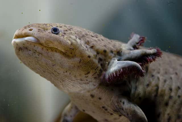 L'axolotl est capable de se reproduire à l'état larvaire. On parle de néoténie, un type de pédomorphose. &copy; Pablo Necocha, Flickr, cc by nc 2.0