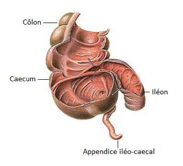 Le caecum est une poche où abouche l'iléon et où est rattaché l'appendice iléo-caecal. Crédits DR