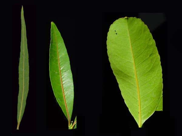 Le bois rouge, Cassine orientalis, peut être hétérophylle durant sa vie. Il présente des feuilles de formes différentes. © Cirad