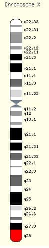 Le syndrome de Rett n’existe pas chez les garçons. Lorsque la mutation du gène Mecp2 se produit, elle induit chez eux une encéphalopathie sévère, causant le plus souvent la mort de l’enfant vers deux ans. Chez les filles, elle n'est pas mortelle, mais est responsable du syndrome de Rett. Le gène Mecp2 est localisé en rouge sur ce schéma, tout en bas du chromosome X, au niveau du locus q28. © Ensembl Genome Browser, Wikipédia, DP