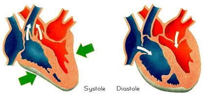 La pression systolique correspond à la pression mesurée au cours de la contraction ventriculaire. © DR