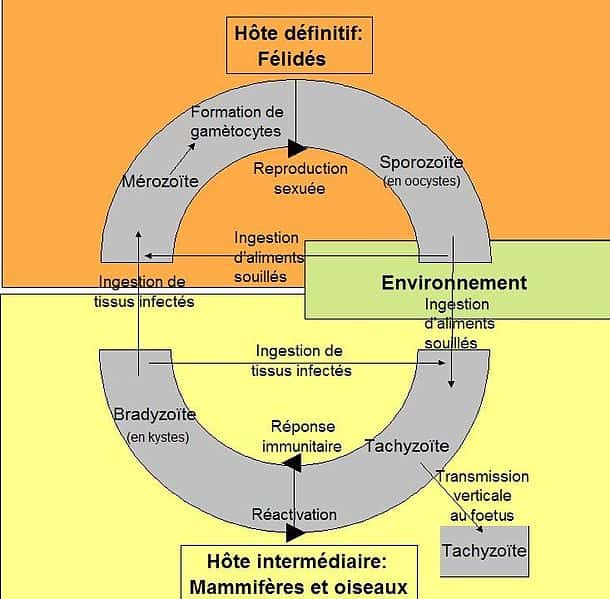 Le vecteur de la toxoplasmose a un cycle de vie durant lequel il passe par plusieurs phases et change d'hôte, avant d'infecter obligatoirement un félidé. © Powch, Wikipédia, cc by sa 3.0