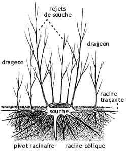 Après abattage, la souche d'un arbre va émettre des rejets tandis que des drageons vont pousser à partir des racines horizontales, dites traçantes. © Pierre Le Den, ENSP, (MR & SD)