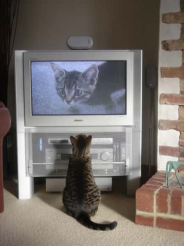Seule l’électricité permet à ce chat d’observer sa propre image à la TV. © Cloudzilla CC by 2.0
