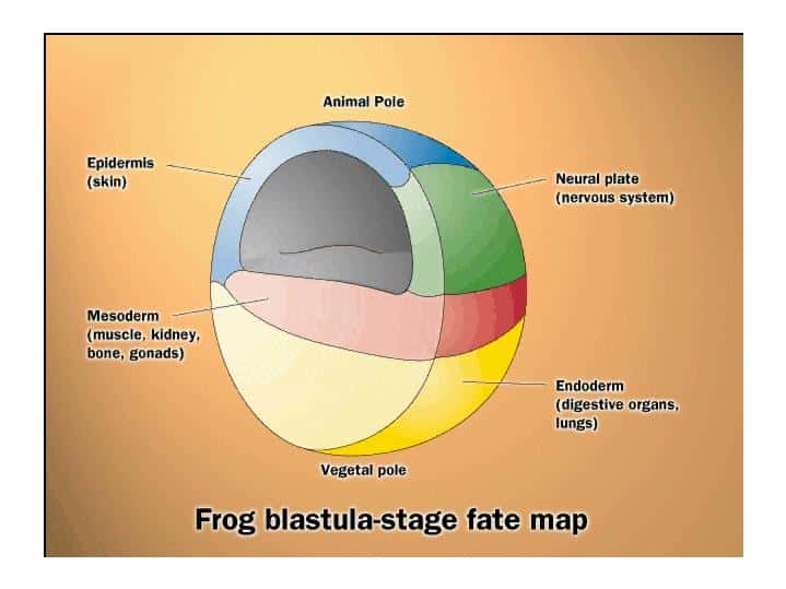Durant la gastrulation (ici une gastrula de grenouille), une réorganisation massive des cellules installe à leurs places les deux premiers feuillets, l'ectoderme et l'endoderme. Ils donneront l'épiderme et le système nerveux pour l'un et le système digestif et les poumons pour l'autre. Un troisième feuillet apparaît, le mésoderme, qui donnera les organes internes. L'embryon perd sa symétrie sphérique. © Life : The Science of Biology, Purves et al., 1998