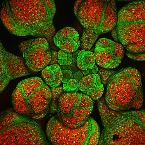 Observation d'une fleur en formation grâce à un microscope confocal. © Dullhunk, CC by 2.0