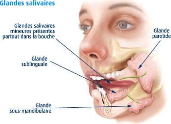 Les trois sortes de glandes salivaires : les glandes parotides (1), les glandes sous-maxillaires (2) et les glandes sub-linguales (3). © DR